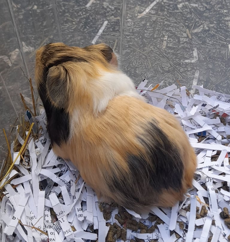 Baby guinea pigs for sale 