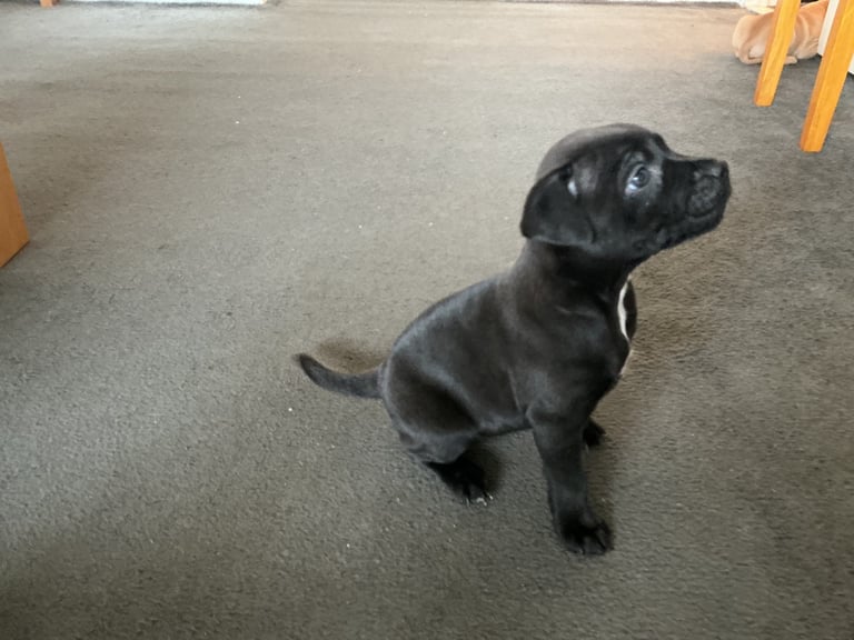 Staff x BullMastiff 4 Left 