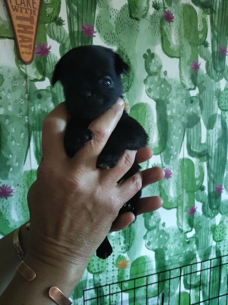 Pug x border terrier pups ready 21st nov 