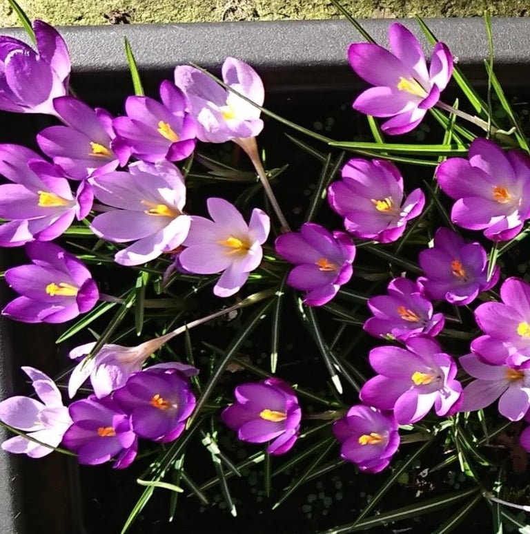 image for 50 Purple Crocus bulbs in 60cm long trough (Spring flowering)