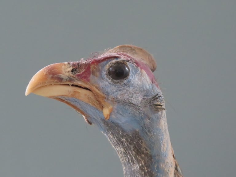 South African Guinea Fowl