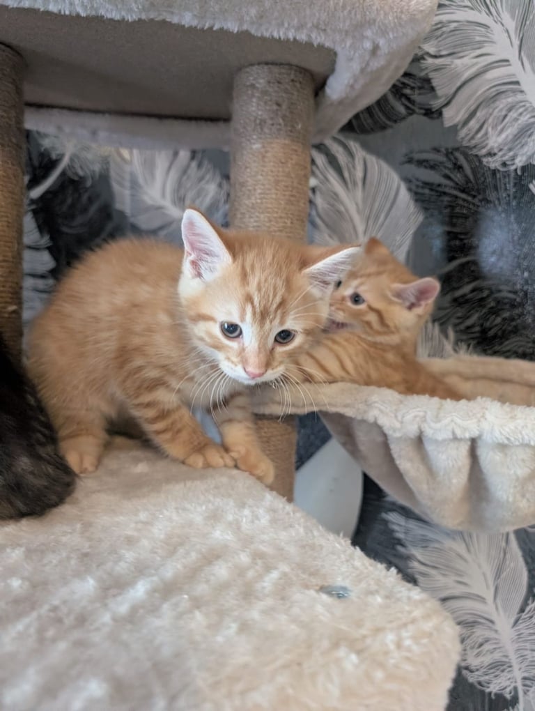 Kittens for sale 