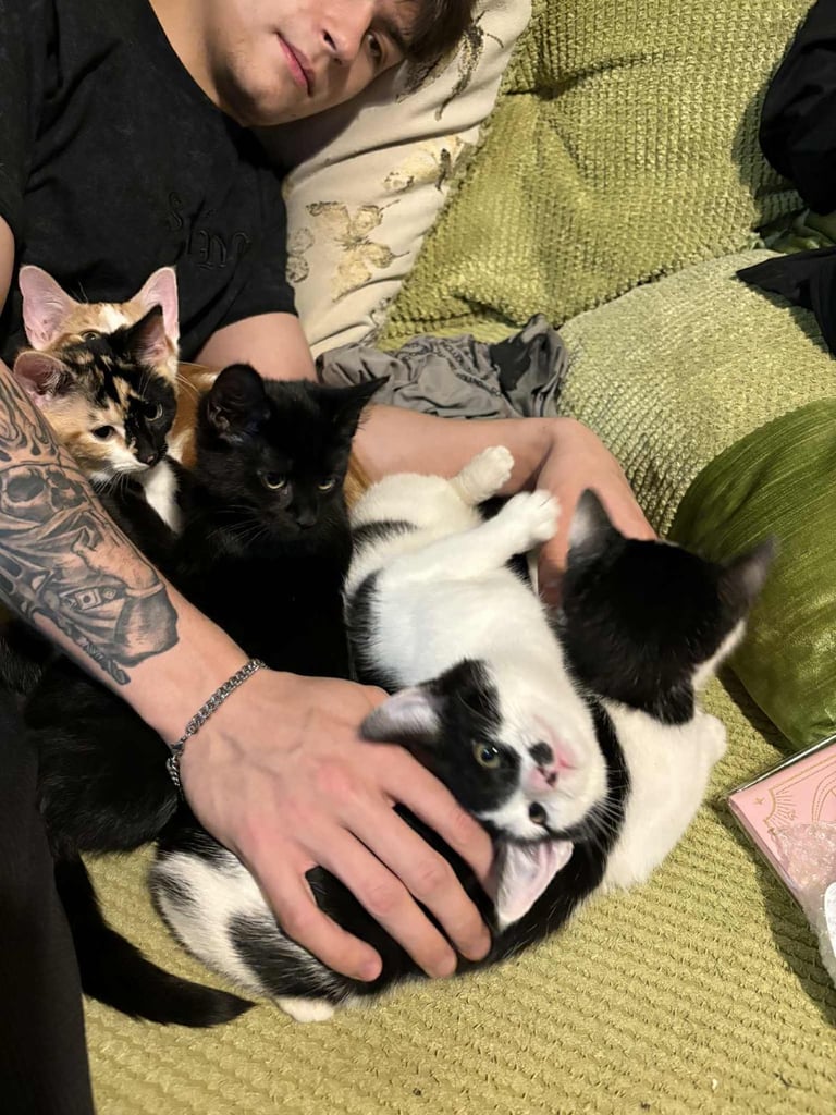 5 mixed beautiful and lovely kittens 