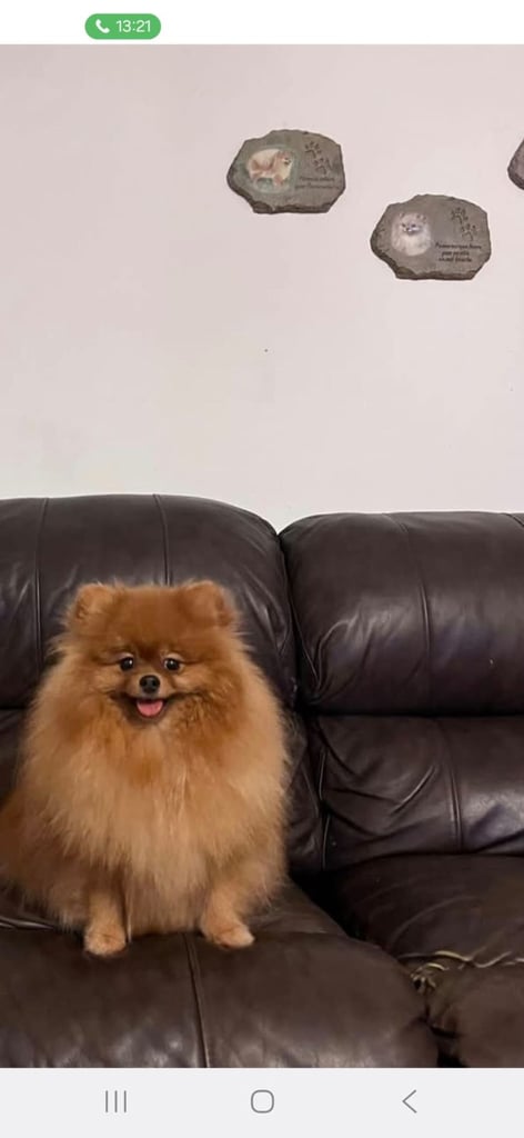 Pomeranian teddy face Female 