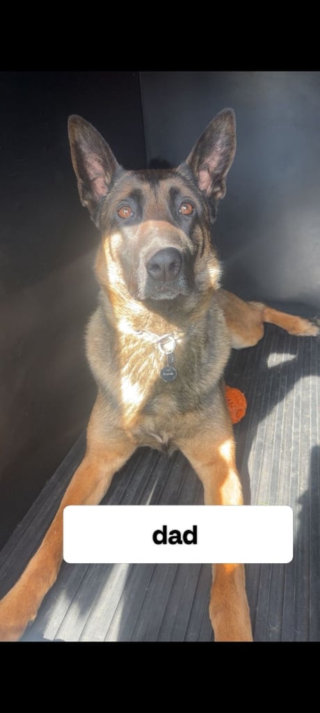6 adorable Belgian malinois puppy's for sale 