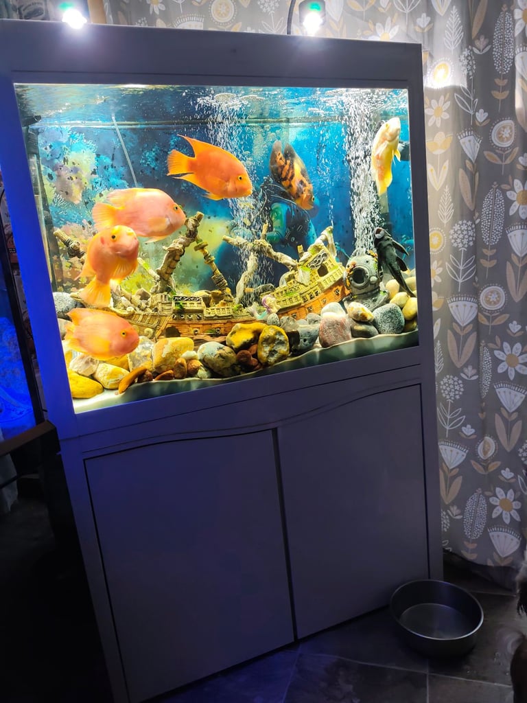 Fish tank for sale 