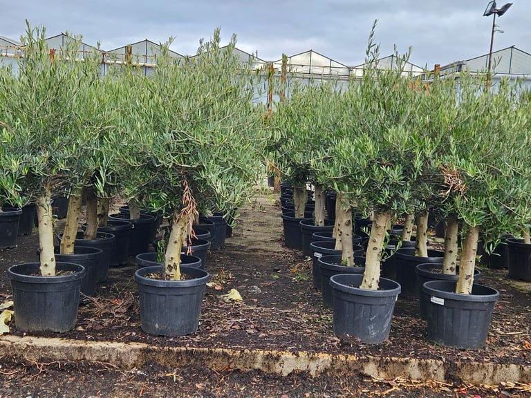 Olive tree 6ft