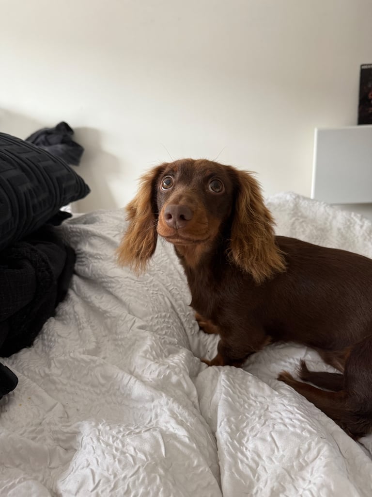 miniature dachshund