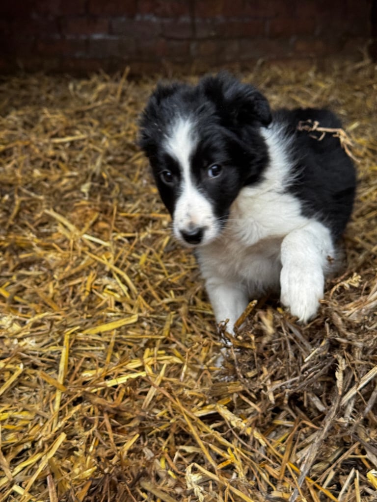 Border collie puppies