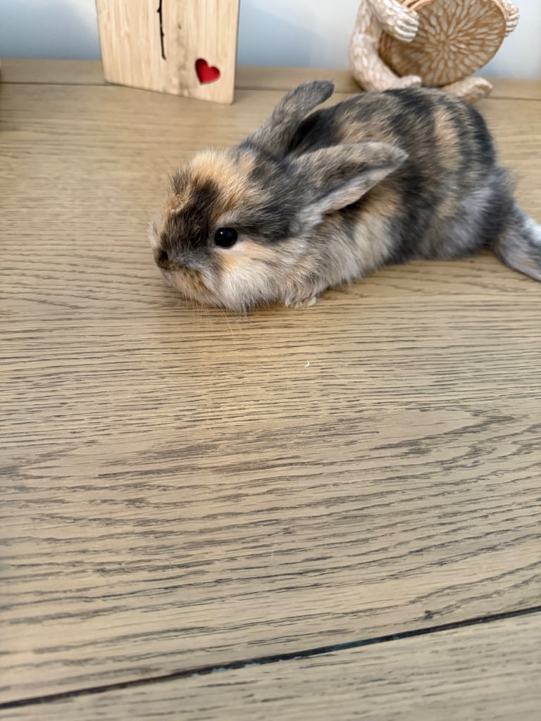 Mini lop rabbits