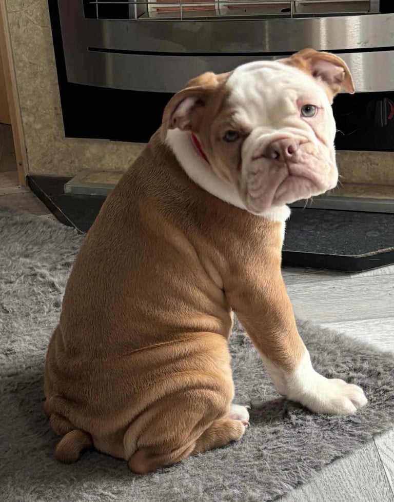 Old English bulldog puppy for sale. 