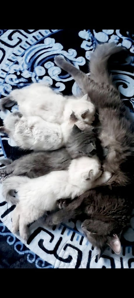Ragdoll kittens 9 weeks