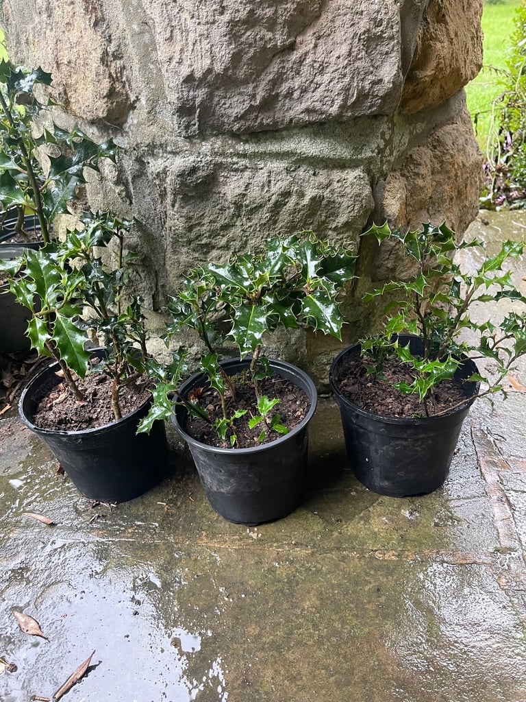 Holly plants £5 each. Collect Chichester