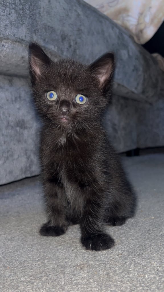 4 kittens 