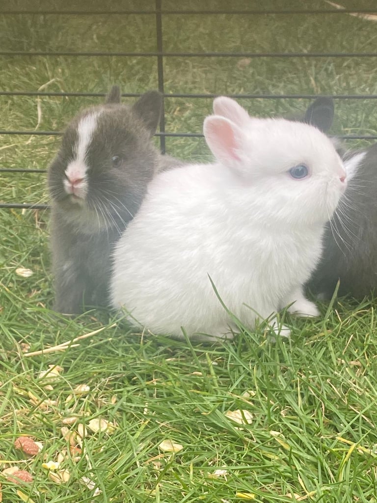  Holland dwarf bunny 