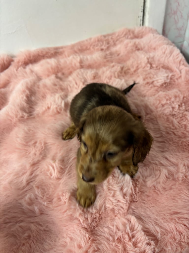 Puppies