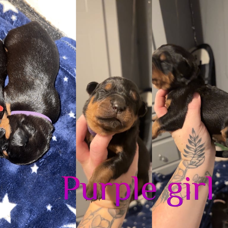 image for Rottweiler pups 