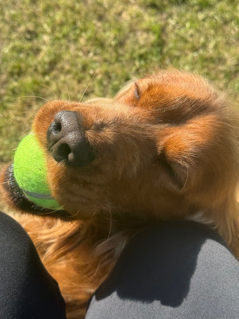 Male cocker spaniel 