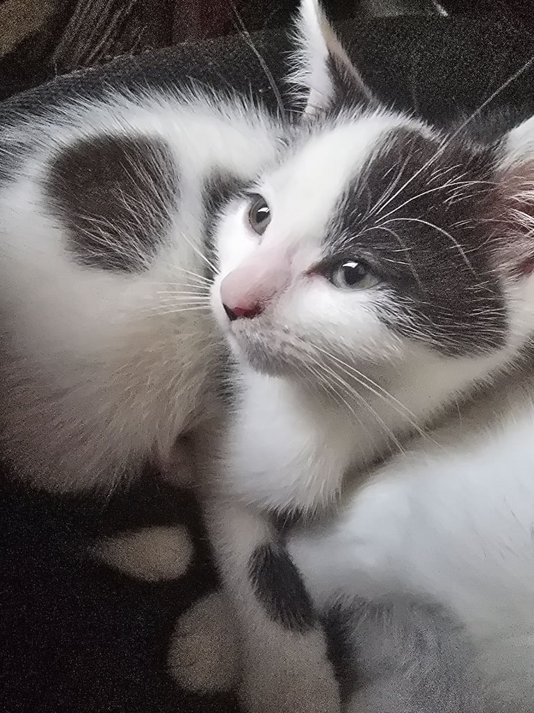 Last x3 Adorable Playfu Kittens! READY NOW!