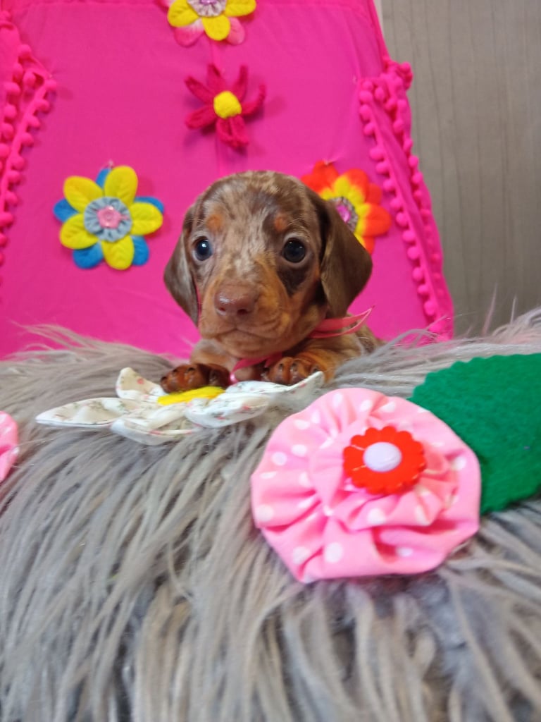 3 miniature duschund 🐶 puppies 
