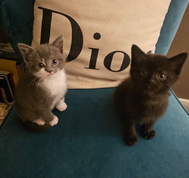 Beautiful British Short haired mixed breed kittens 