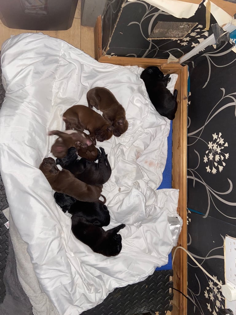 image for Cane corso x presa canario pups