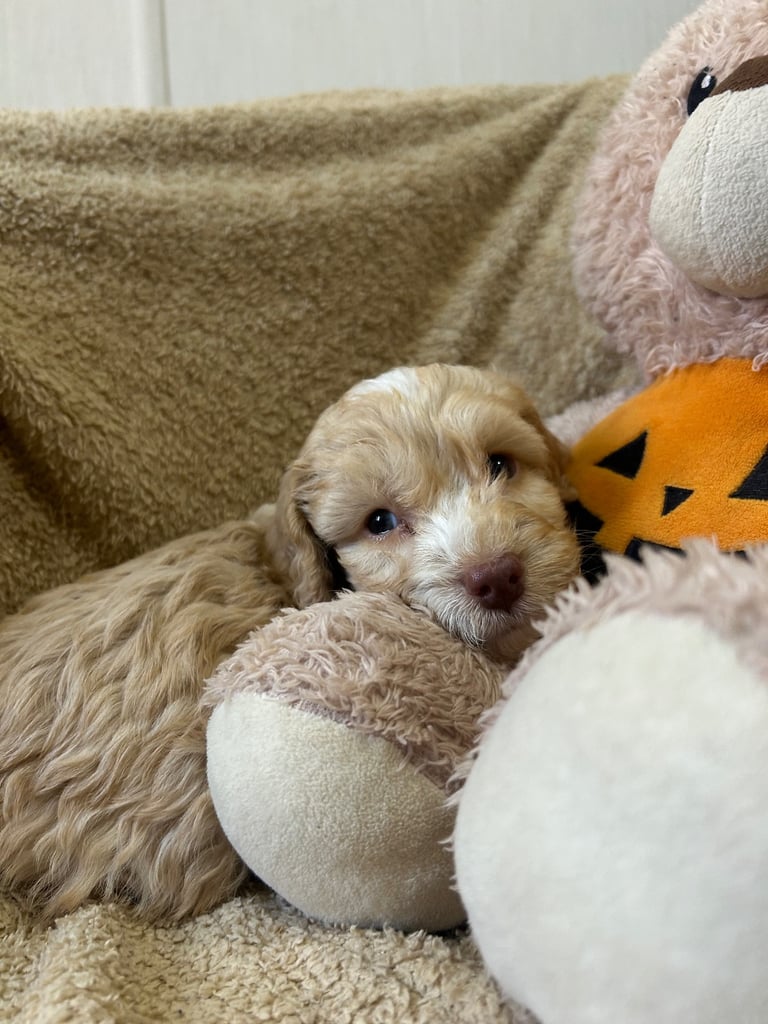 Beautiful Cockerpoo Puppies