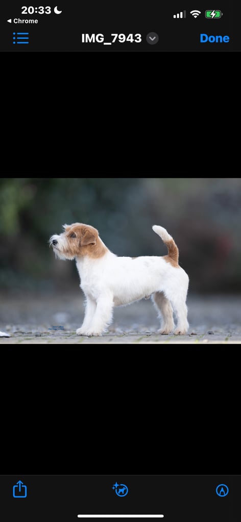 Outstanding Pedigree Jack Russell Puppies