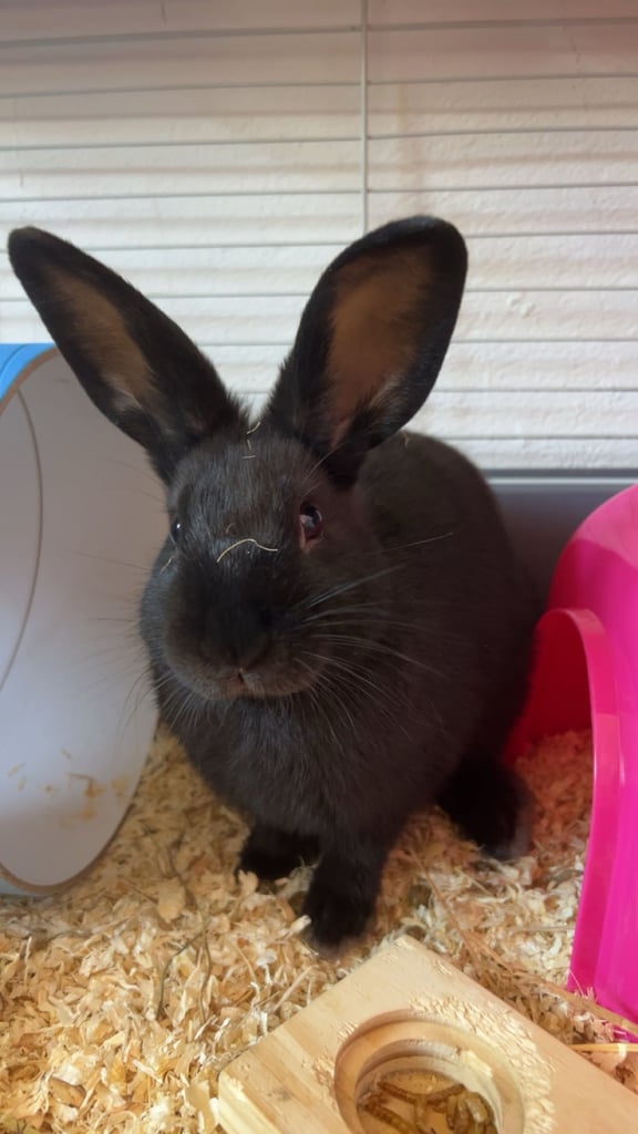 image for Female rabbit for sale