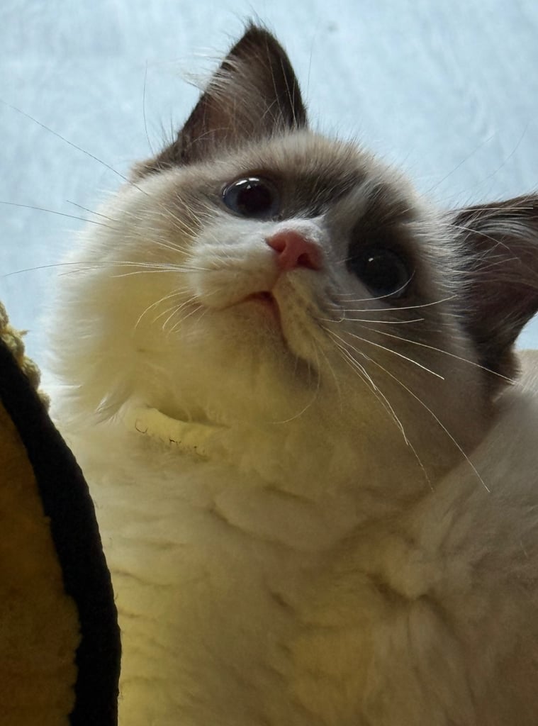 Gccf Ragdolls 🥇M&F 💙🩷 7wk 5 wk & 20wk kittens 