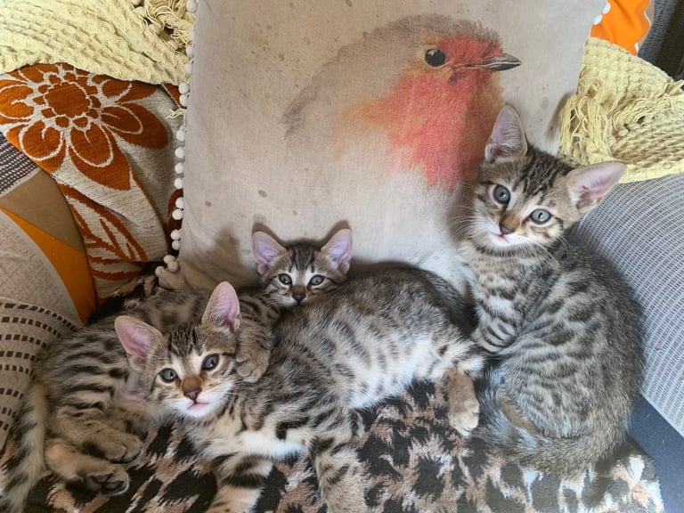 3 beautiful bengal kittens 10 weeks old 