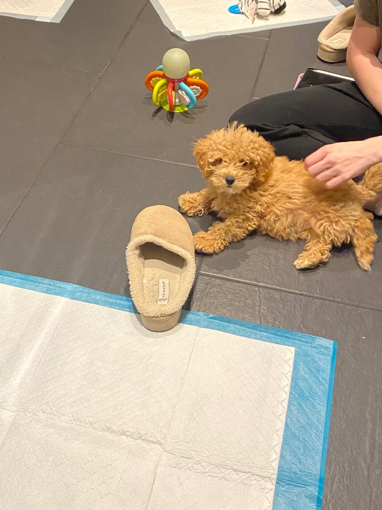 Beautiful teddy bear Maltipoo 