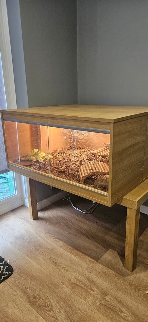 4YO female hermann tortoise and 3YO female spur tighed tortoise for sale 