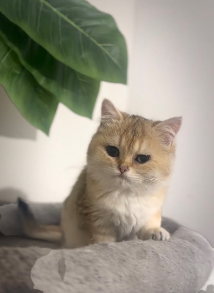 Gorgeous Golden Ny12 British Shorthair Kitten Boy – Ready Now!