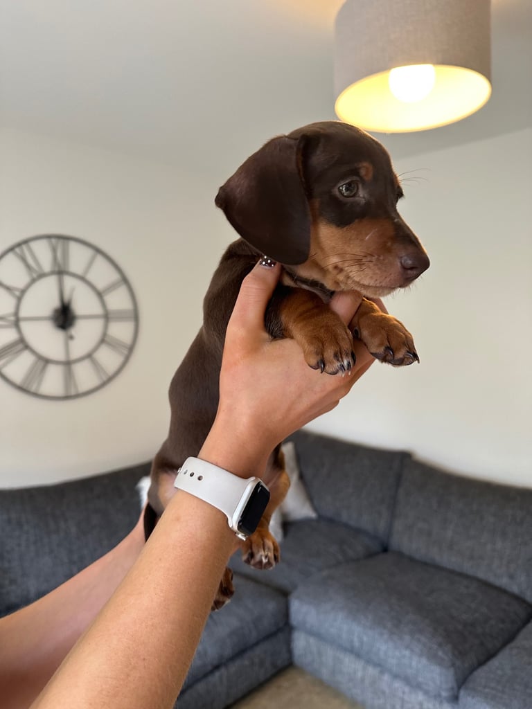 Minature dachshund puppy. 
