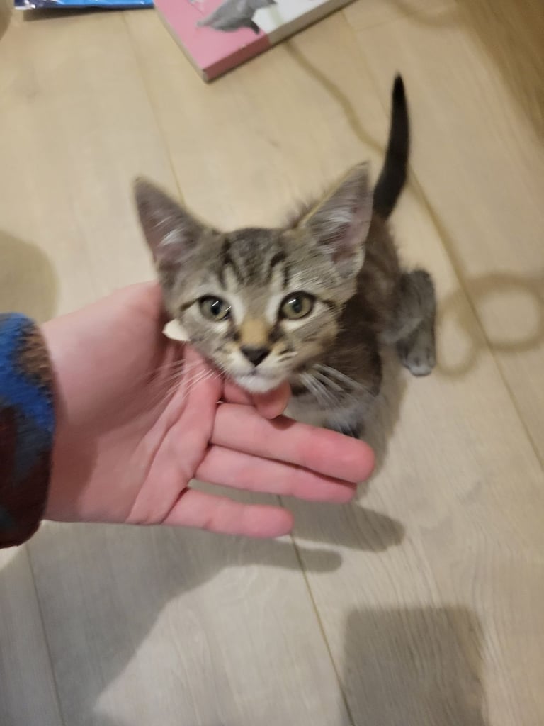 Kitten- Playful loving tabby! 