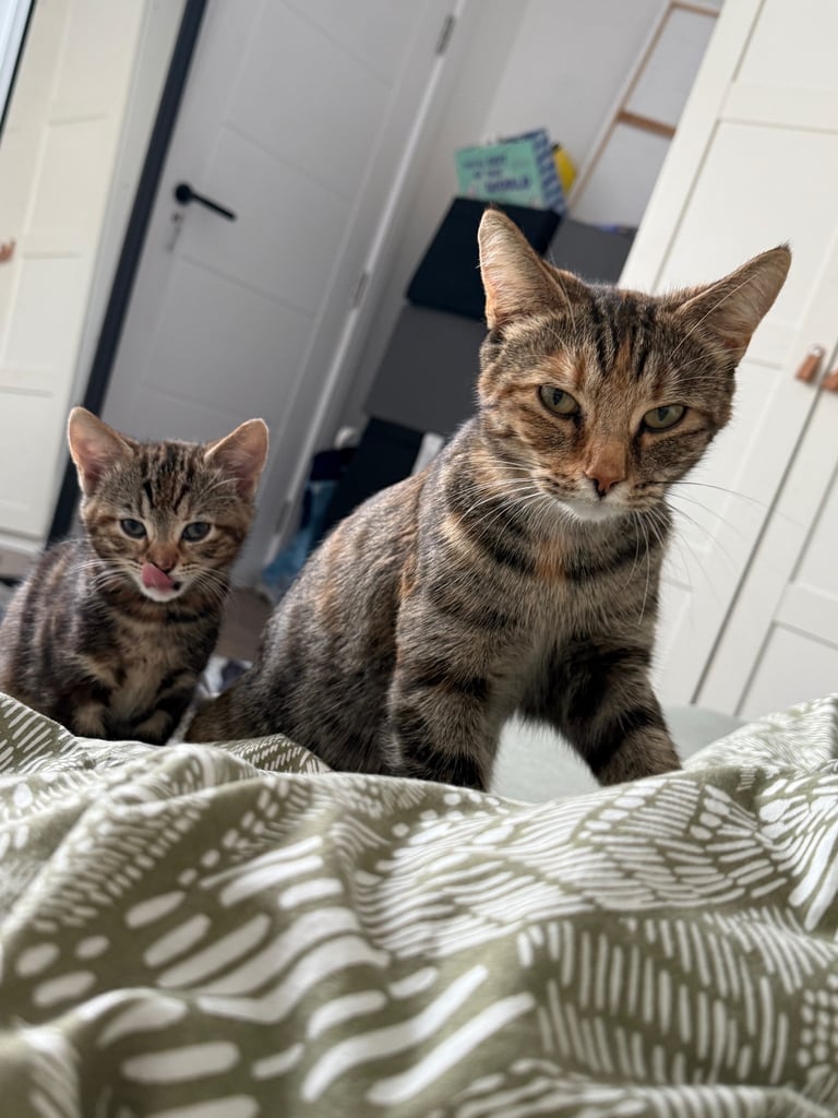 Kitten 