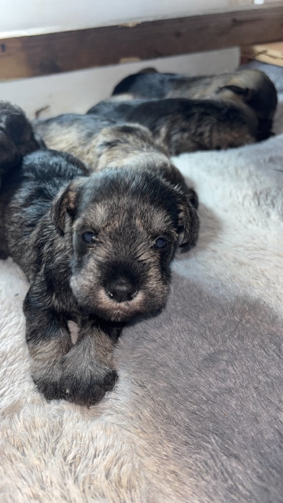 Miniature schnauzers salt&pepper