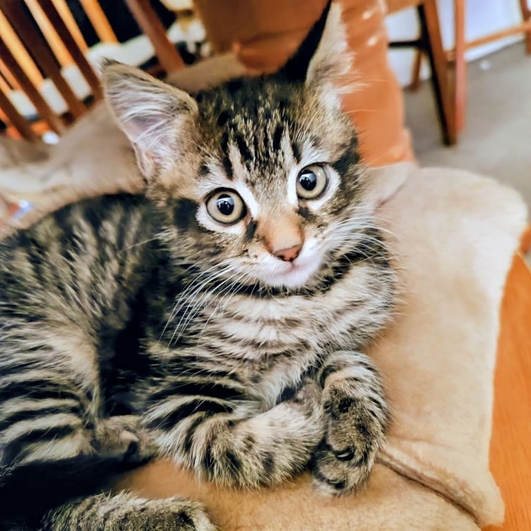 10 weeks old male tabby kitten 