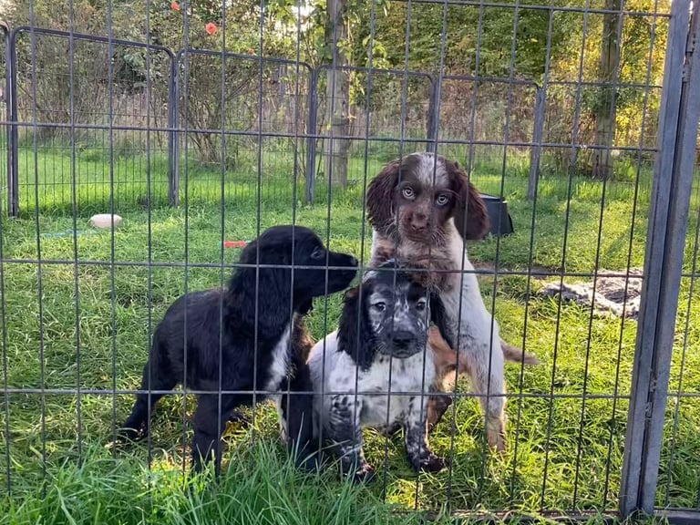 Cocker Spaniel puppies now available 