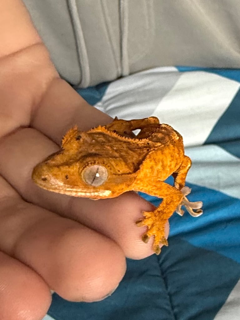 image for 2 baby crested gecko and full bioactive setup 