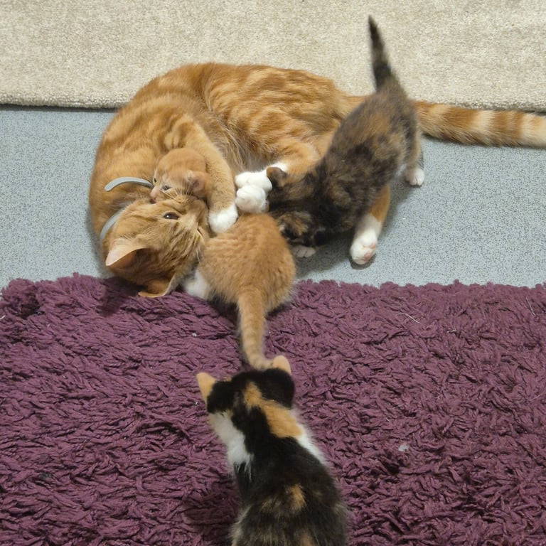 Gorgeous kittens for sale