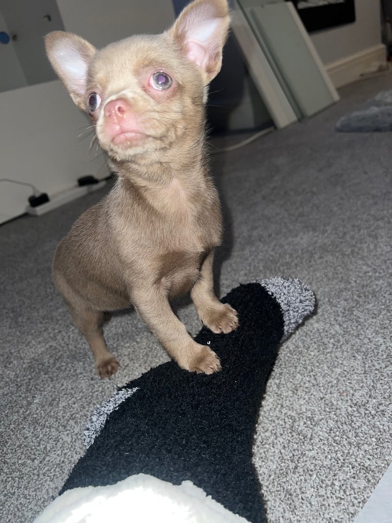 Chihuahua pup 