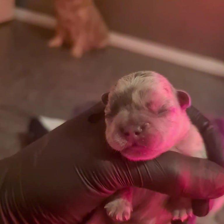 ✨15 Beautiful French Bulldog Puppies ✨