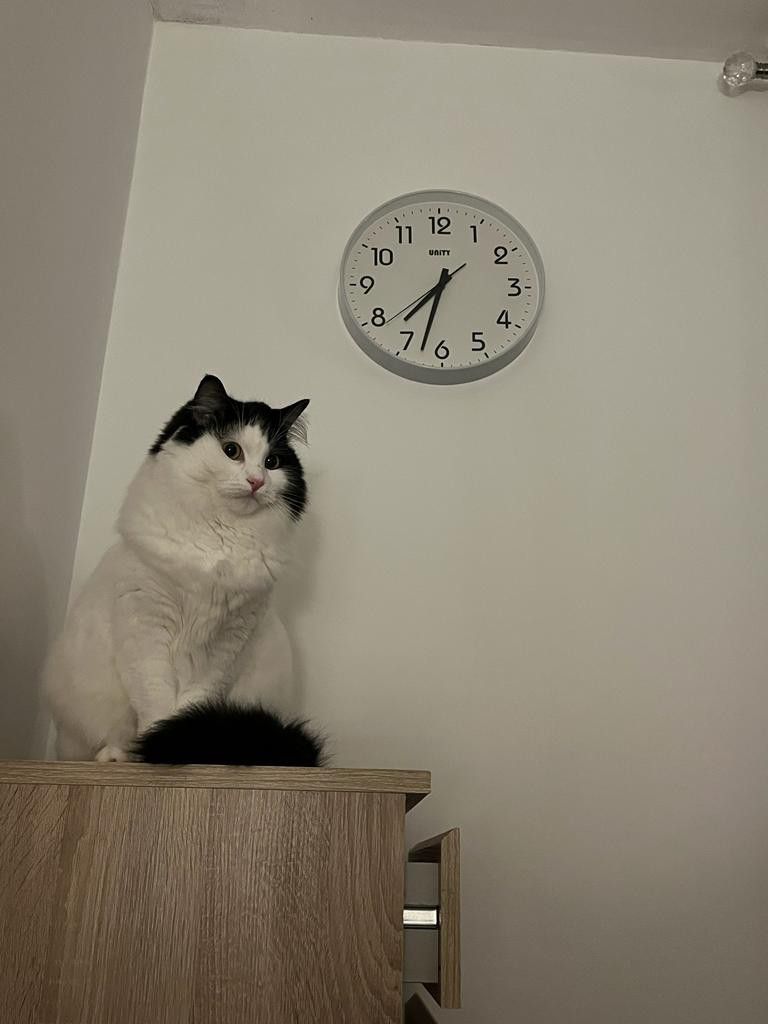 Loving Cat Looking for a Good New Home