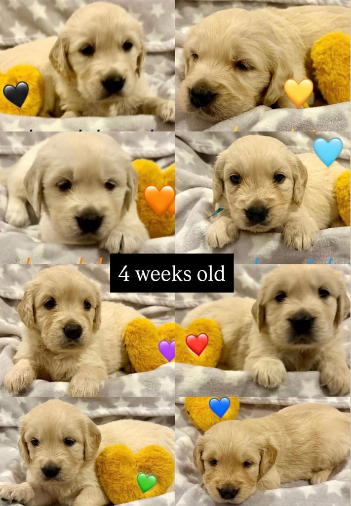 Golden Retriever puppies for sale 