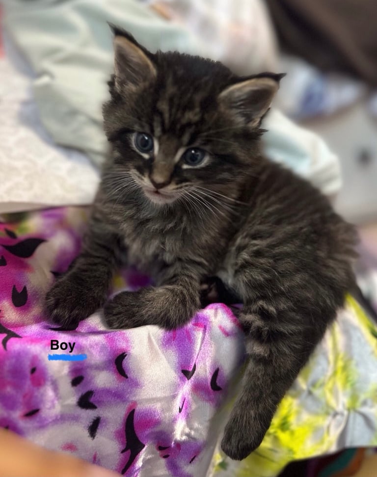 Ragdoll-Maincoon mix kittens
