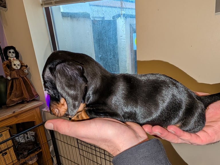 4 Dachshund pups