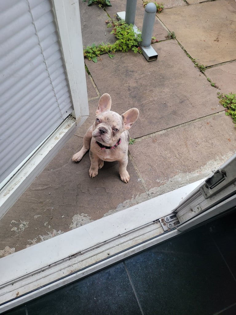 image for French Bulldog female 3 months