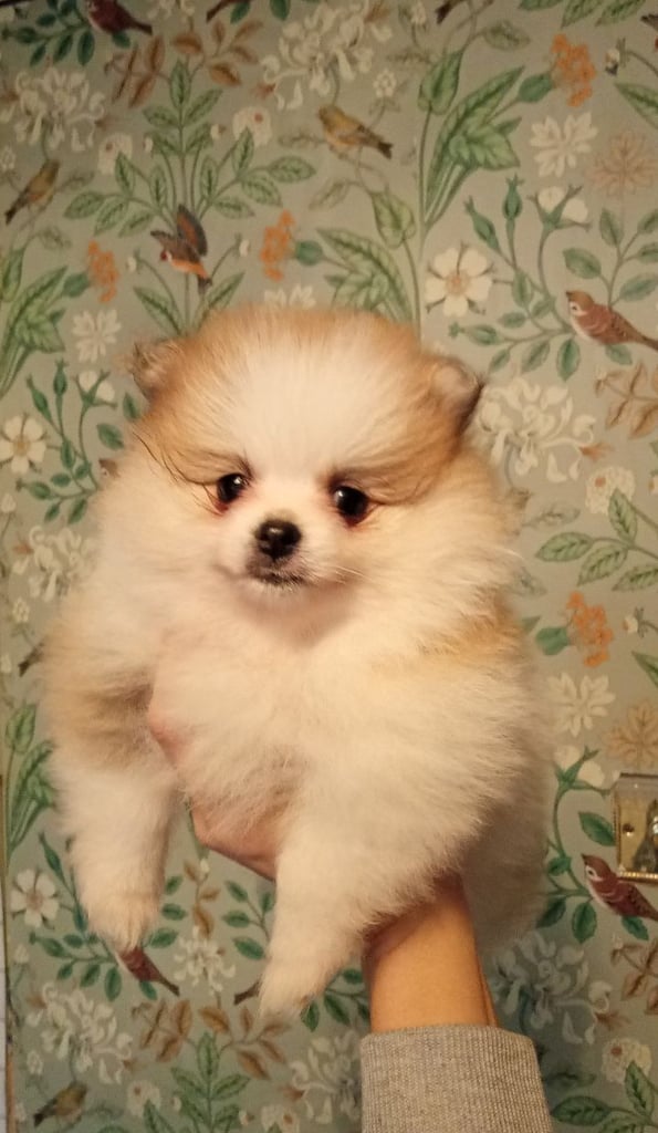 Teddy Pomeranian girl